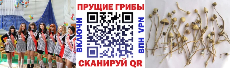 Псилоцибиновые грибы Magic Shrooms  Донской 